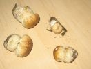 mania grzybobrania Biofa